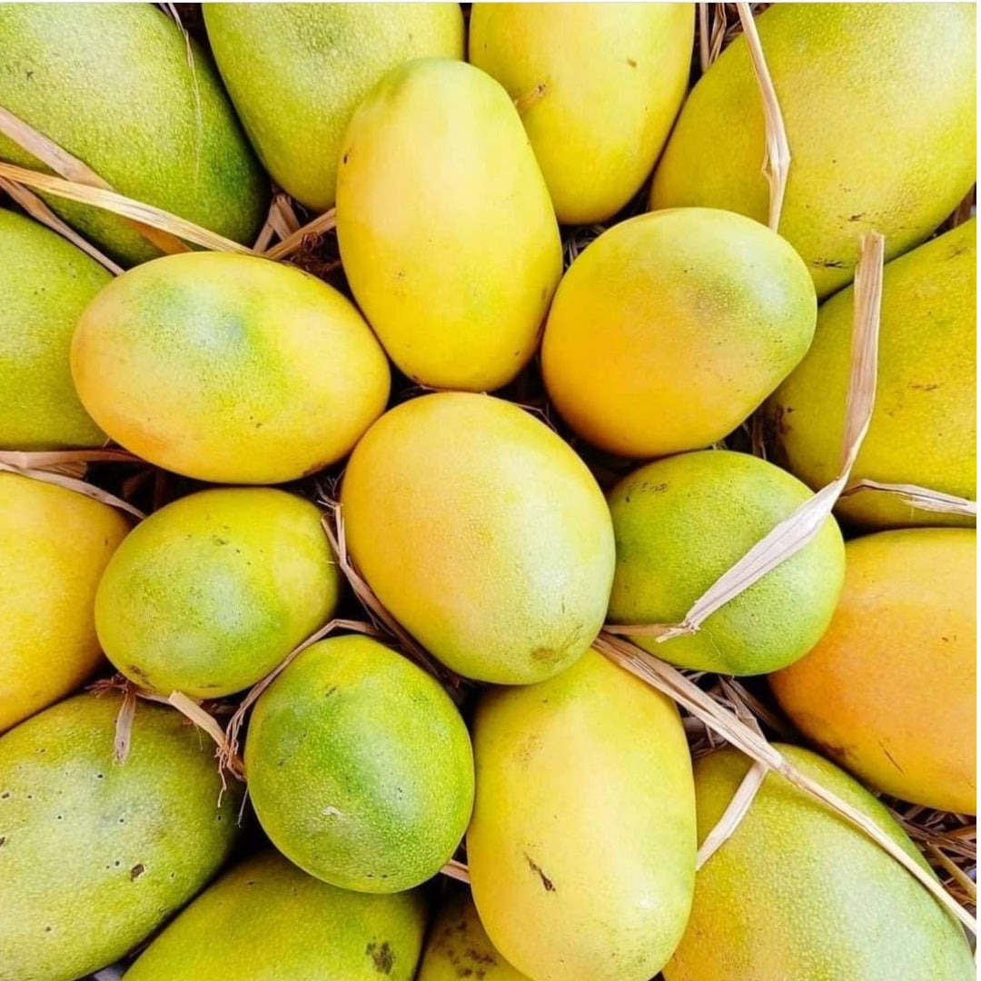 Rasalu mangoes