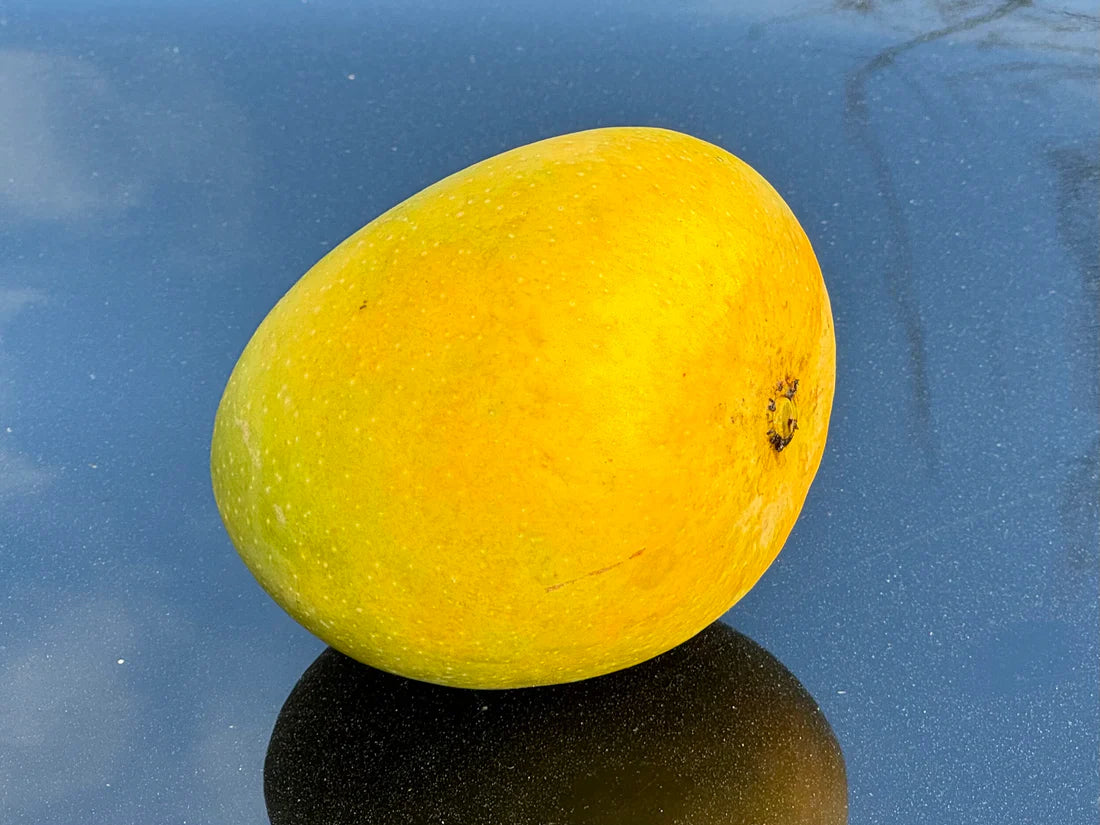 Alphonso mango