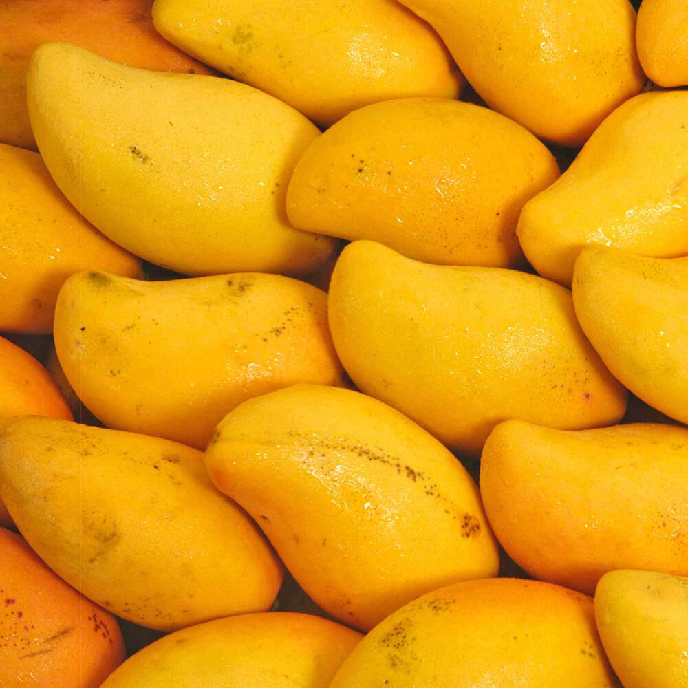 Chaunsa mango