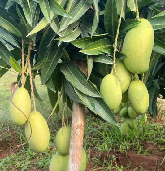 Rasalu mangoes