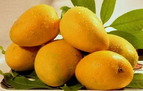 Banganapalli mango